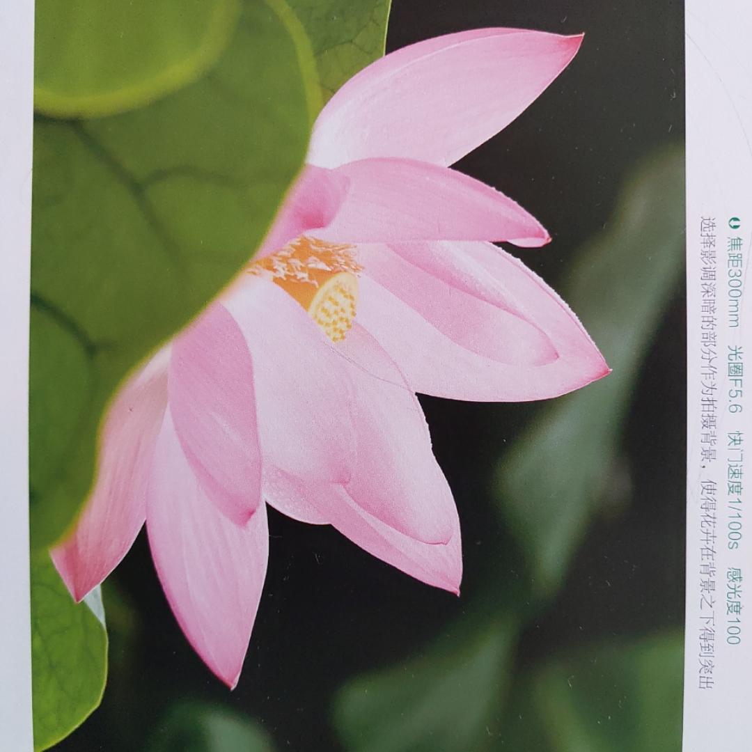 瞻瓜安