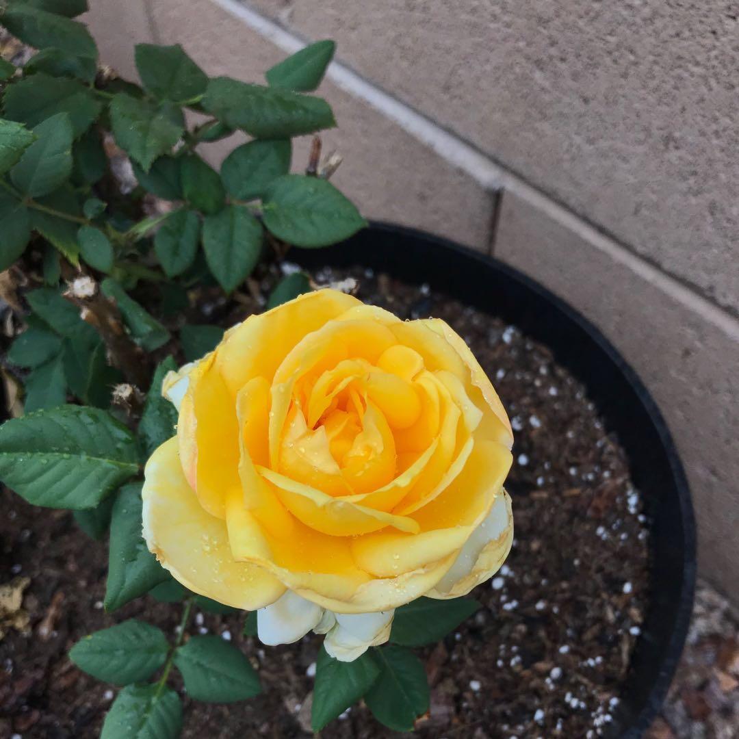 亚利桑那仙人掌