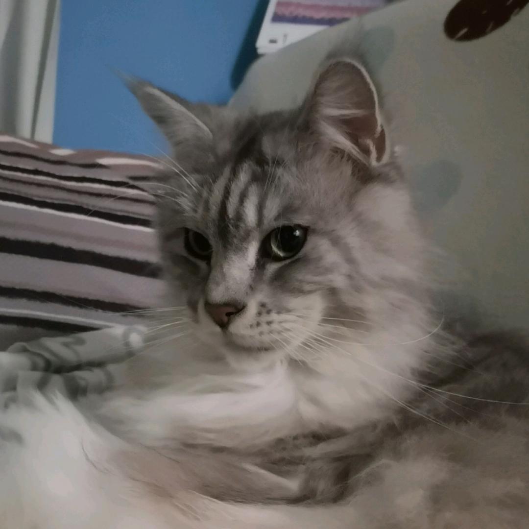 欢胖胖的皮皮鼠