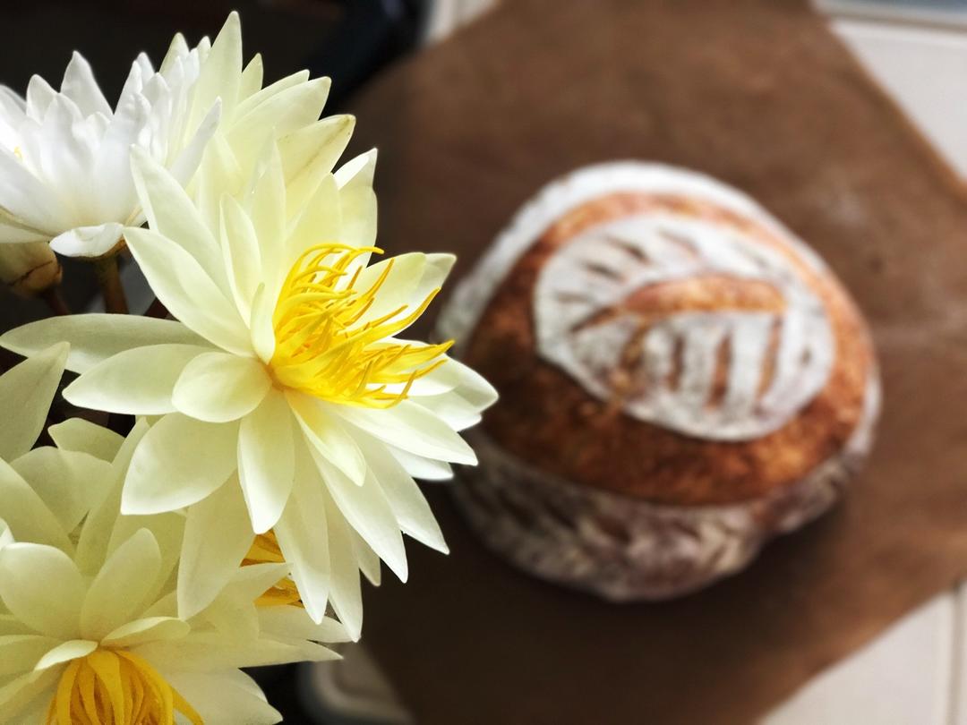 视频教程 天然酵种欧包 基础配方＆制作流程