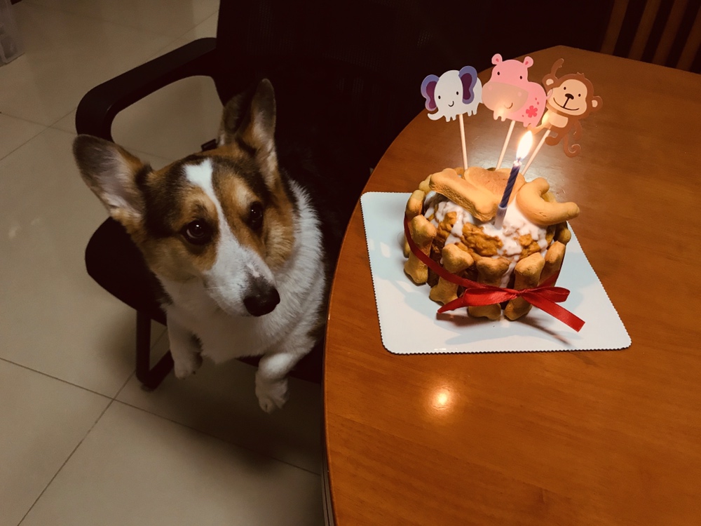 健康的宠物狗狗生日蛋糕(超详细：附步骤图和装饰饼干做法)