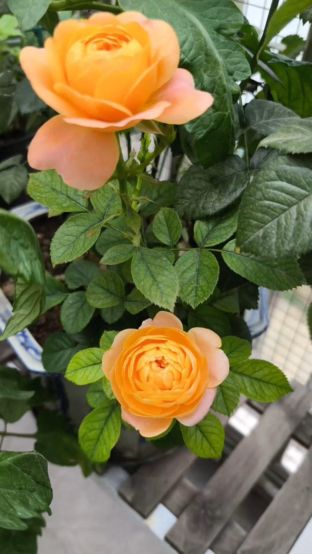 我的花园我的花