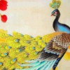 孔雀_hjra