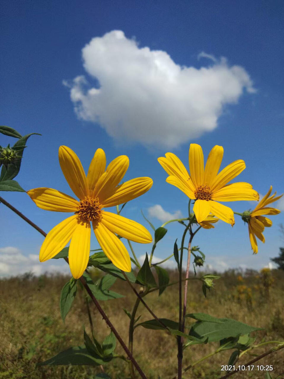 瑜伽小鱼儿-yuan