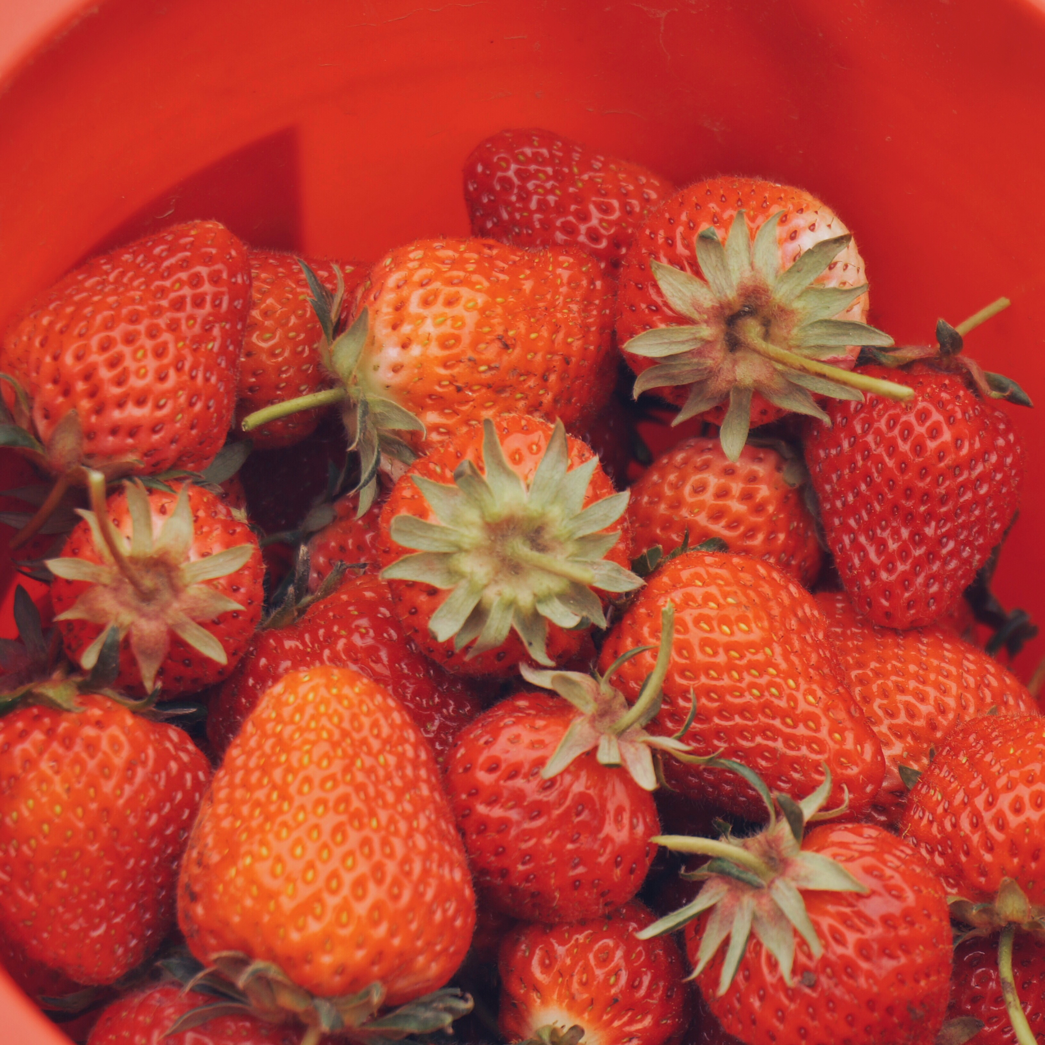 今冬第一颗草莓