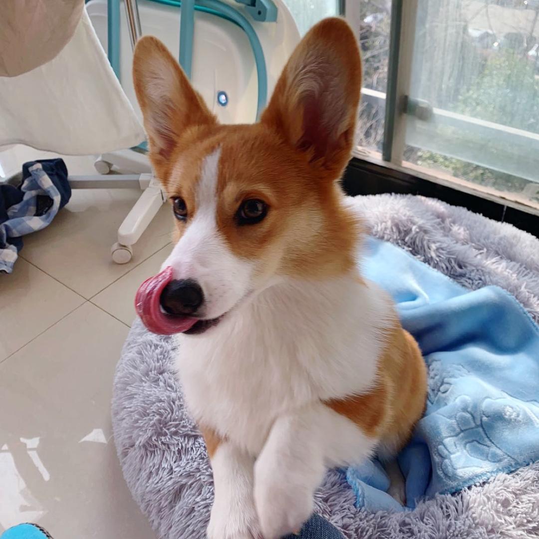 呆呆滴麻麻