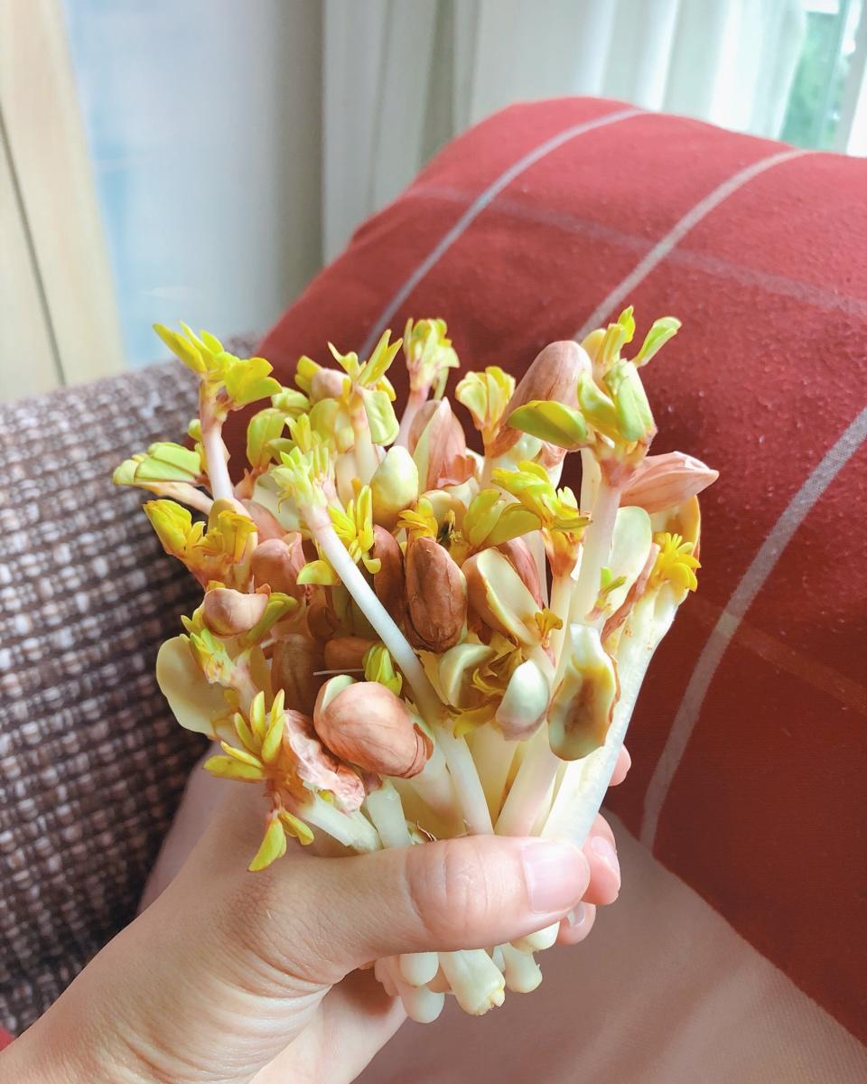 美不胜收的花生芽儿