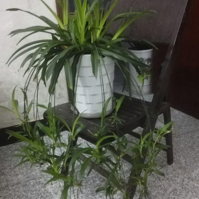 忘忧草lv