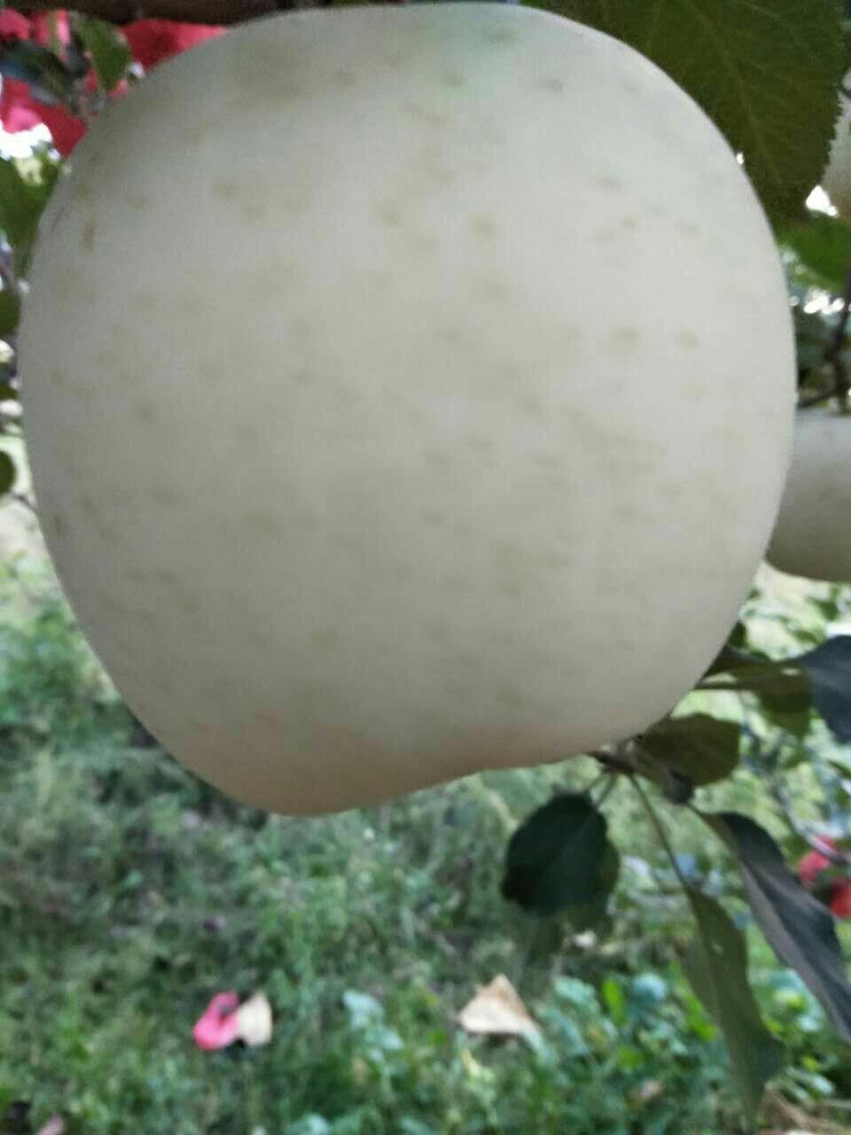 自家苹果推荐