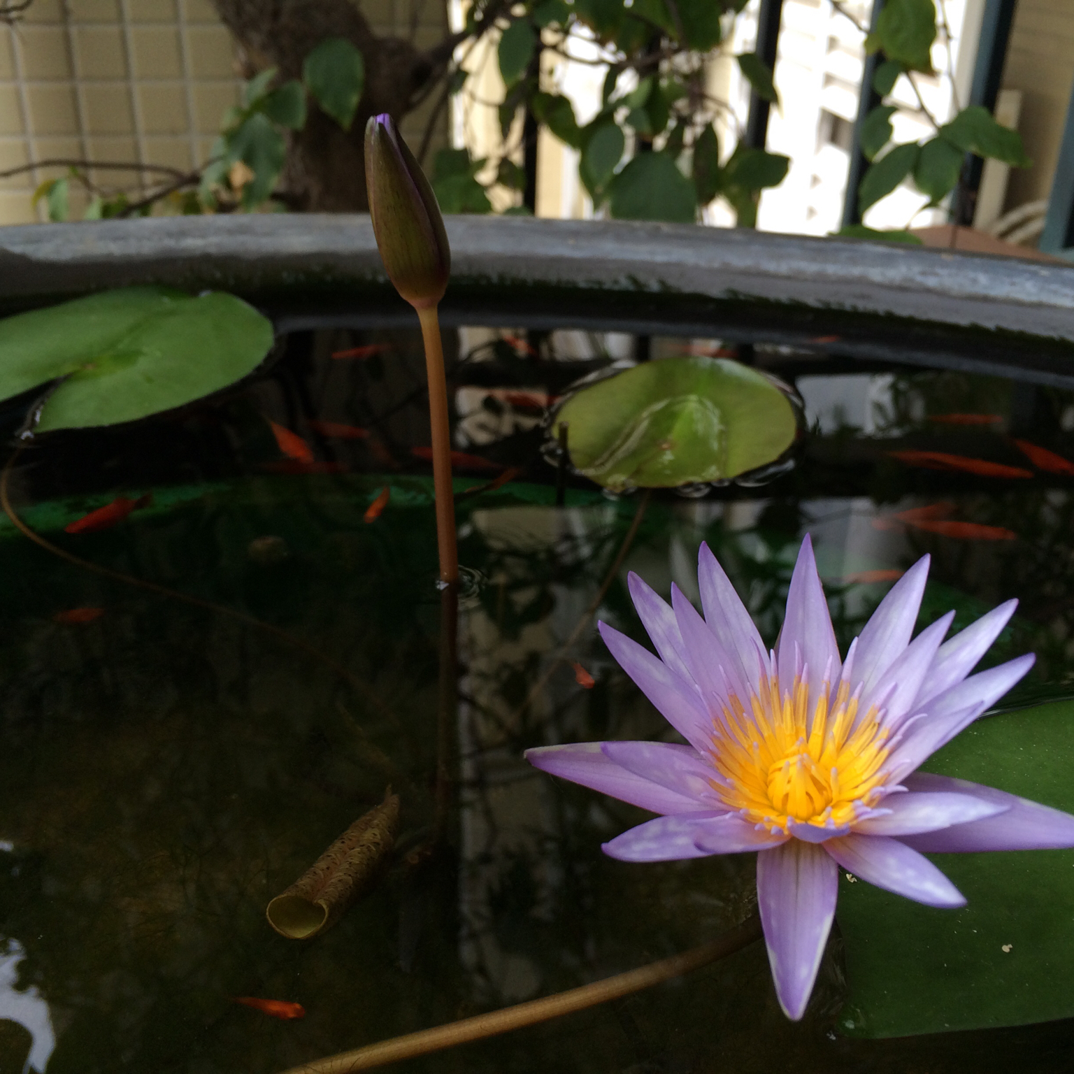 我们的厨房后花园