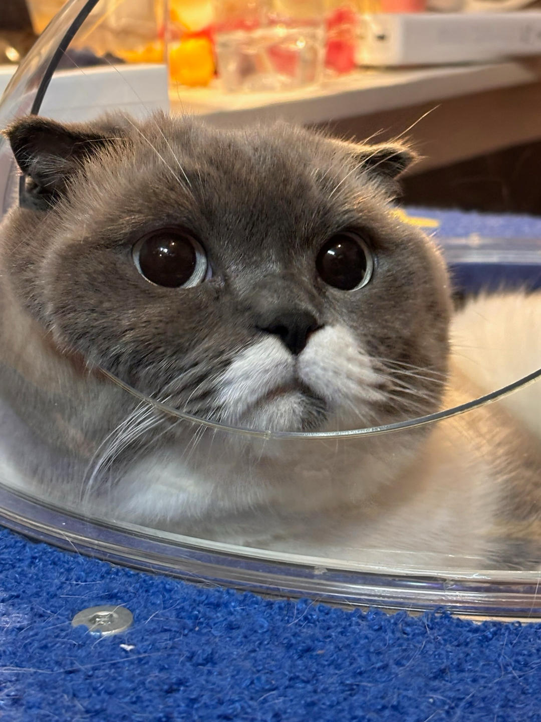 花生巧克力包（珊妮）