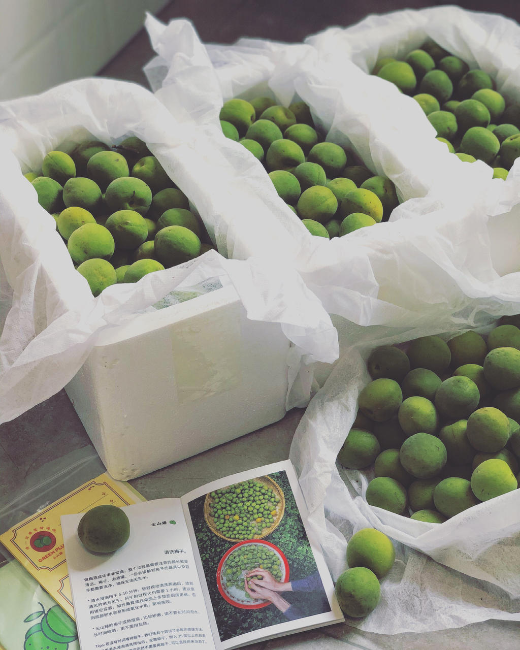 【青梅酒】梅子的沉醉时光（已填坑）