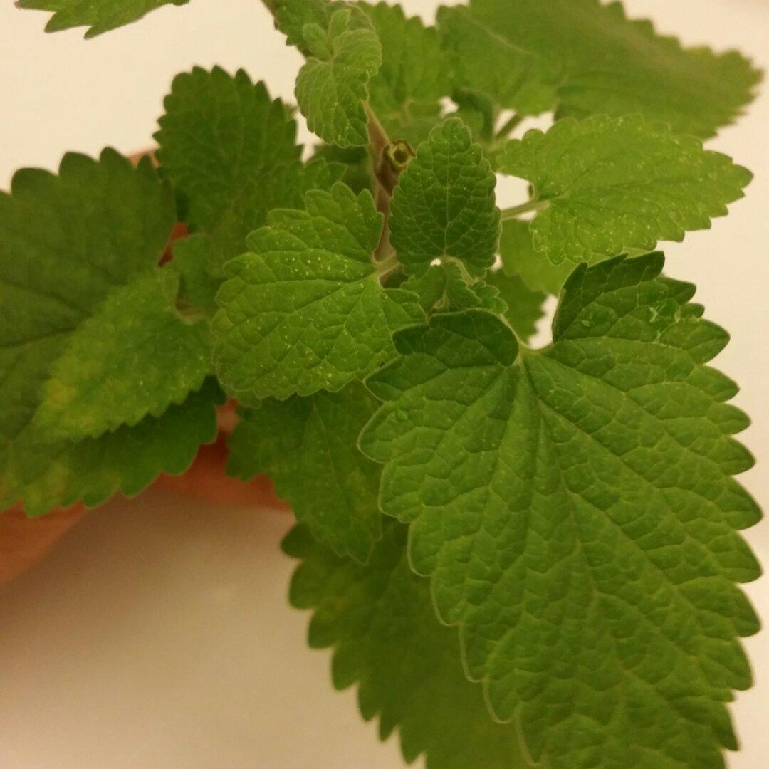薄荷种植手册，如何把你的薄荷养到爆盆