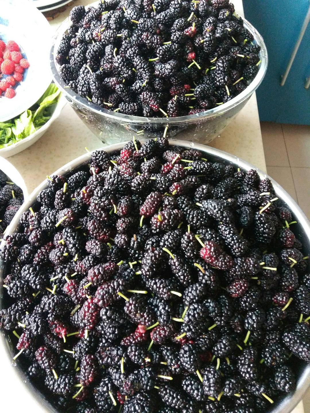 停不下口的桑葚果干