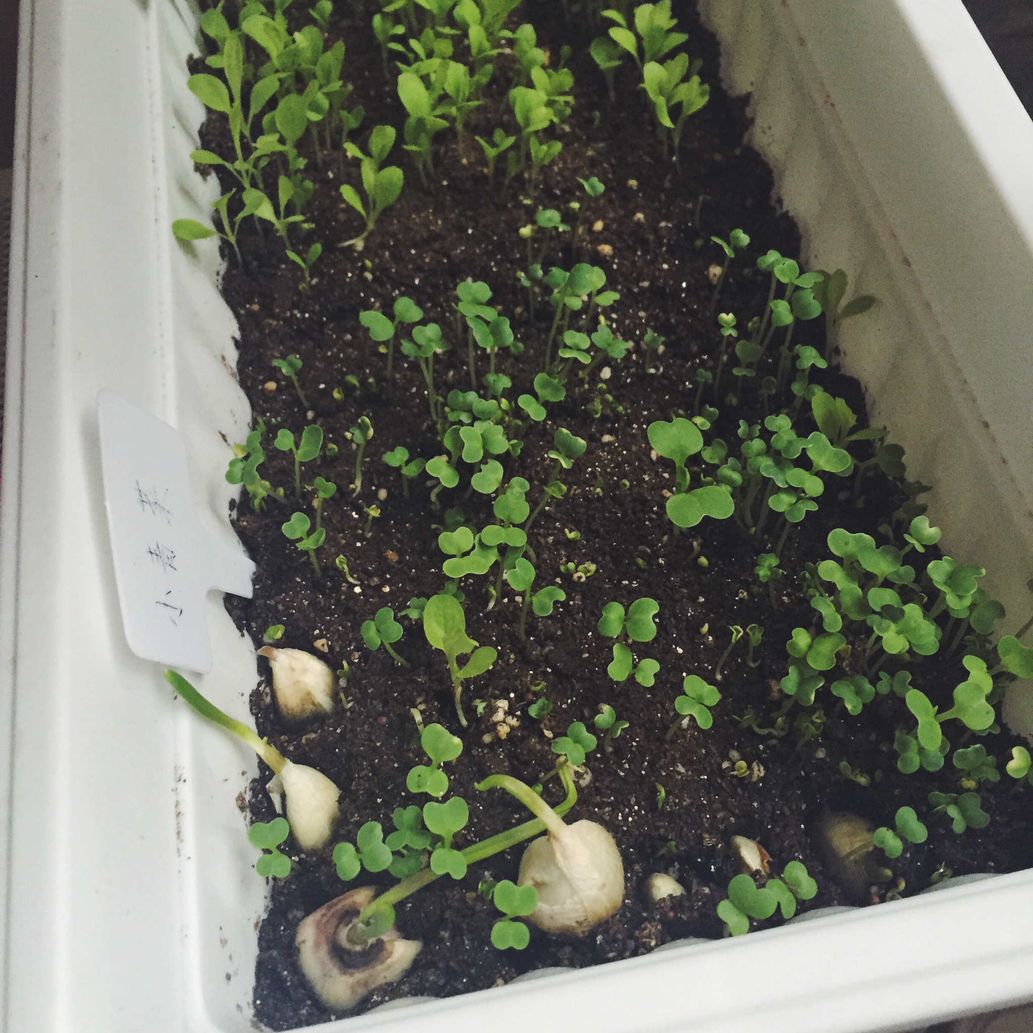 生菜（色拉用）生长记