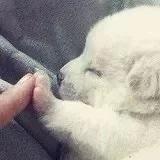 大宝的太阳