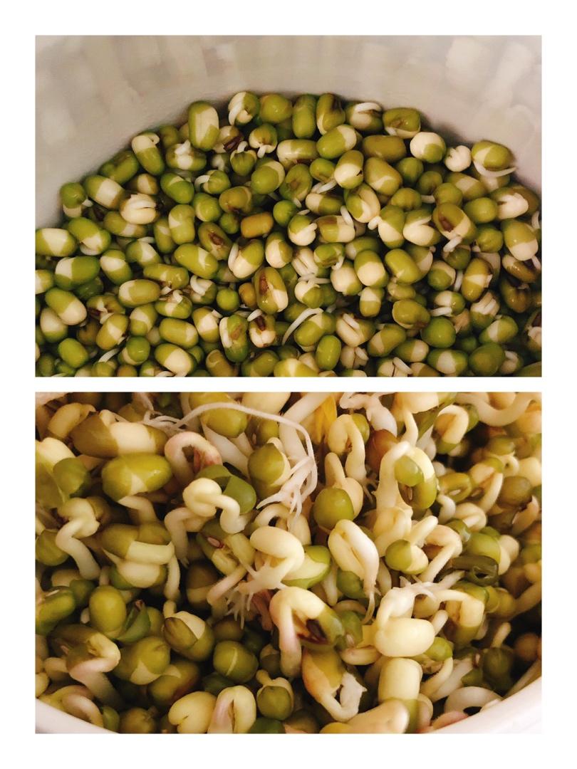 生绿豆芽