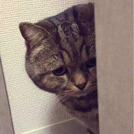 自醉自醒_喵
