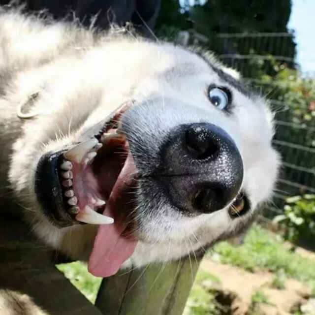 马婷达的里昂大叔