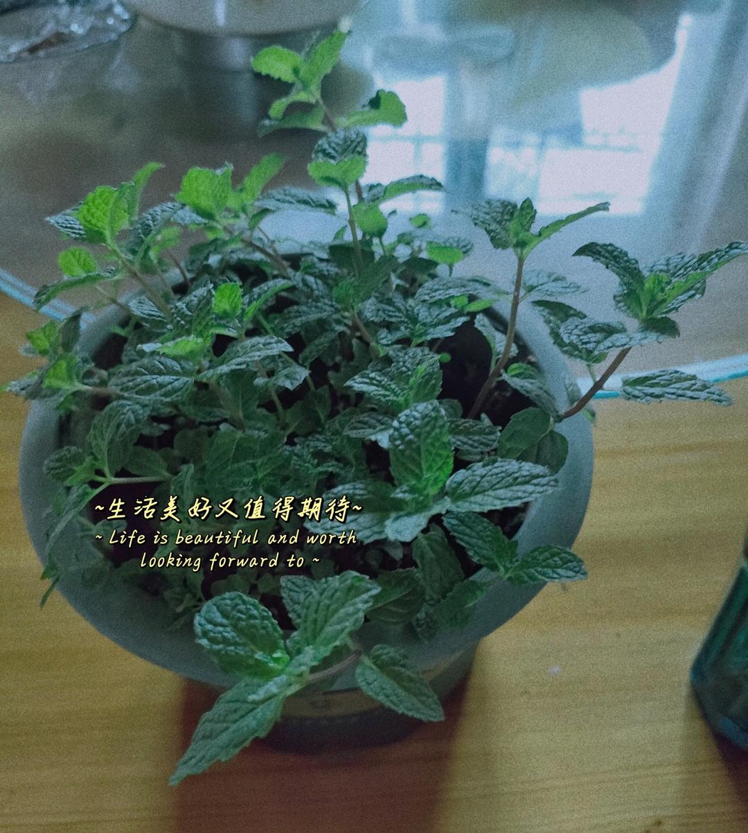 阳台种薄荷（有手就行）