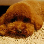 滚圆星人Sillyelf