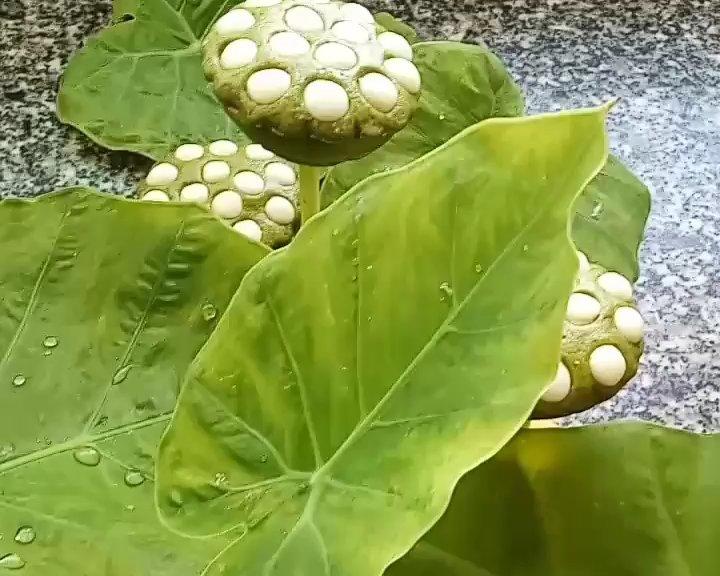 荷塘月色莲蓬馒头 *花儿馒头220的做法 步骤22