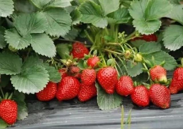 怎样洗草莓除农药