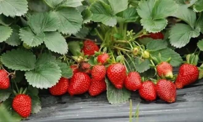 怎样洗草莓除农药的做法