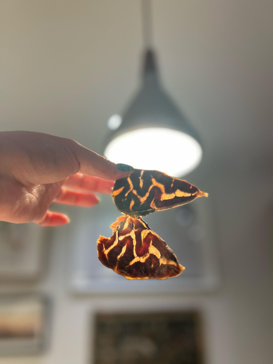 极简·古法｜酱牛肉·卤牛肉·牛腱子｜卡卡爸·不藏私
