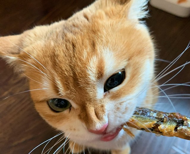 步骤图 猫猫零食 多春鱼小鱼干的做法 猫猫零食 多春鱼小鱼干的做法步骤 零食 下厨房 步骤图 猫猫零食 多春鱼小鱼干的做法 猫猫零食 多春鱼小鱼干的做法步骤 零食 下厨房