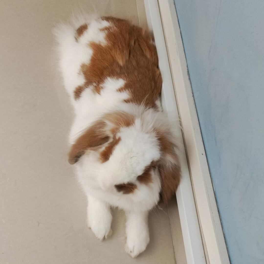 冉冉兔子真可爱