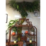 柳叶儿11