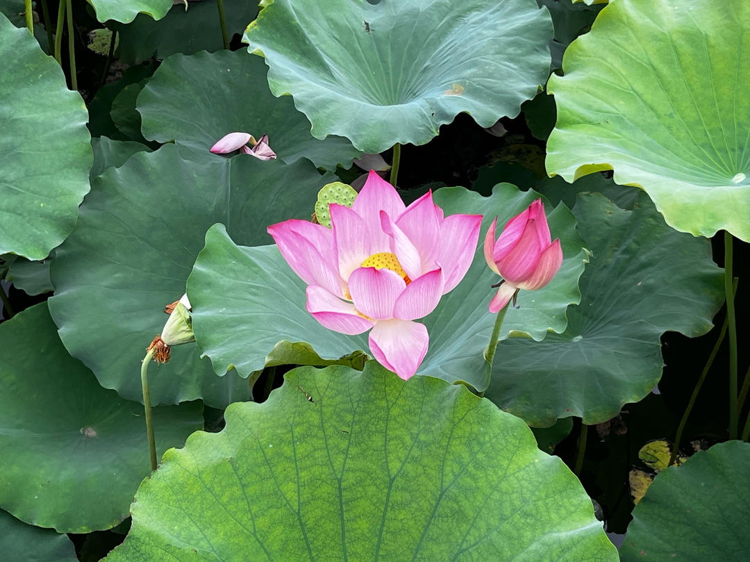 雪地里的小画家123