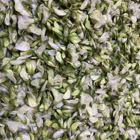 鲜槐花保存方法图片大全 舞旋叶落的鲜槐花保存方法图片 鲜槐花保存方法图片大全 舞旋叶落的鲜槐花保存方法图片