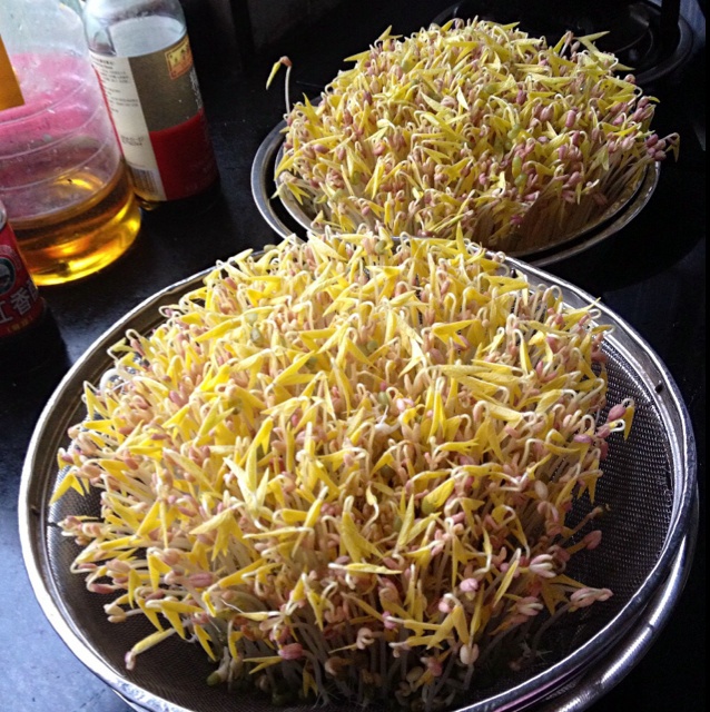 我最爱甜食做过自制豆芽#晚餐612014年5月15日#蓬勃的豆芽菜!