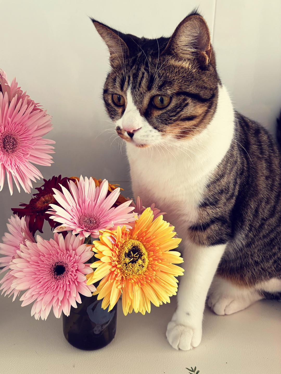 猫耳嘟是射手座