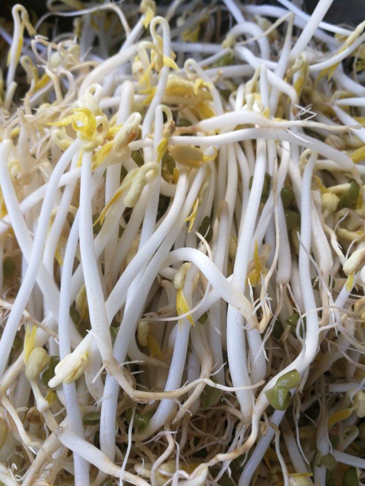 脆爽甘甜自发绿豆芽
