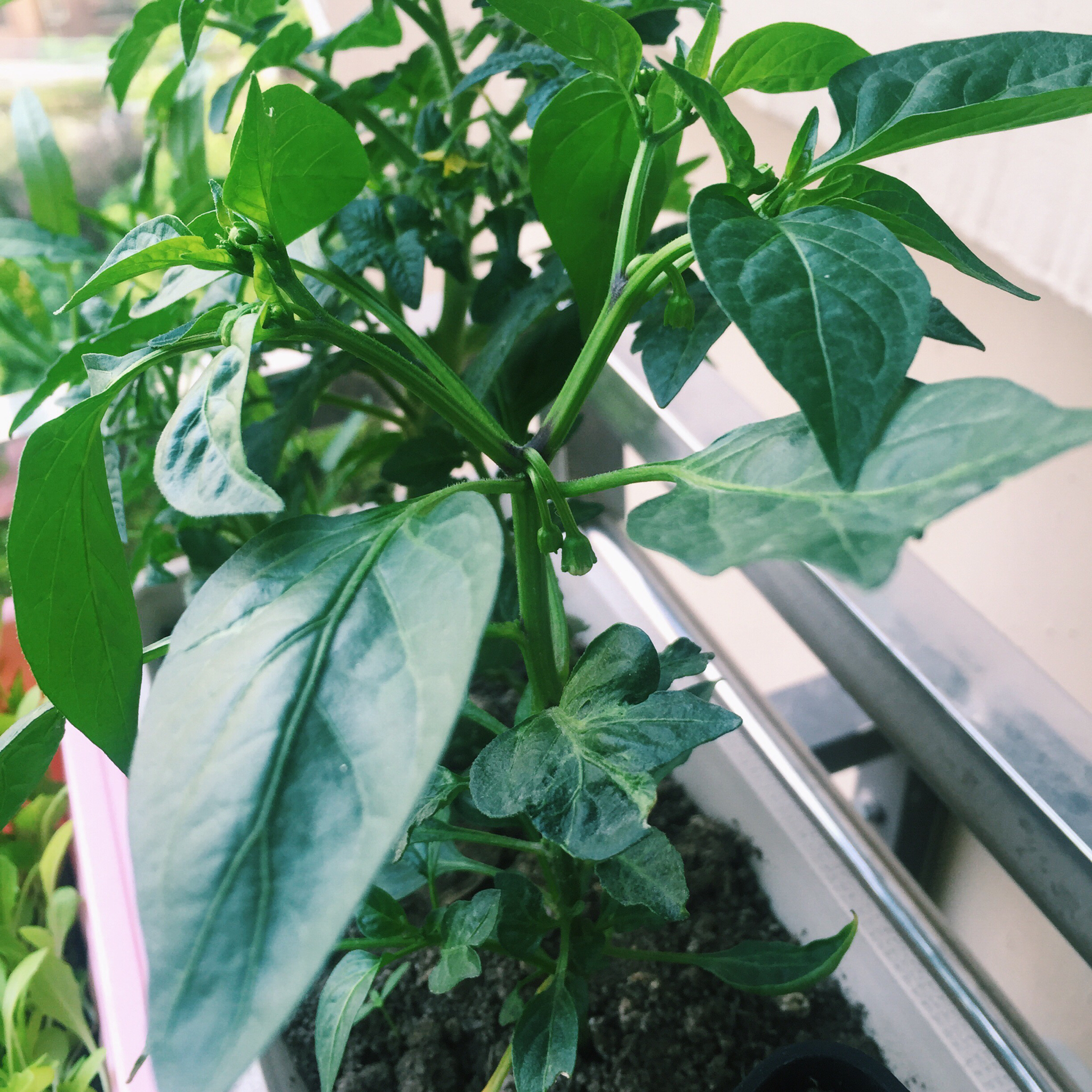 生菜（色拉用）生长记