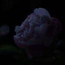 厨娘小张养成记