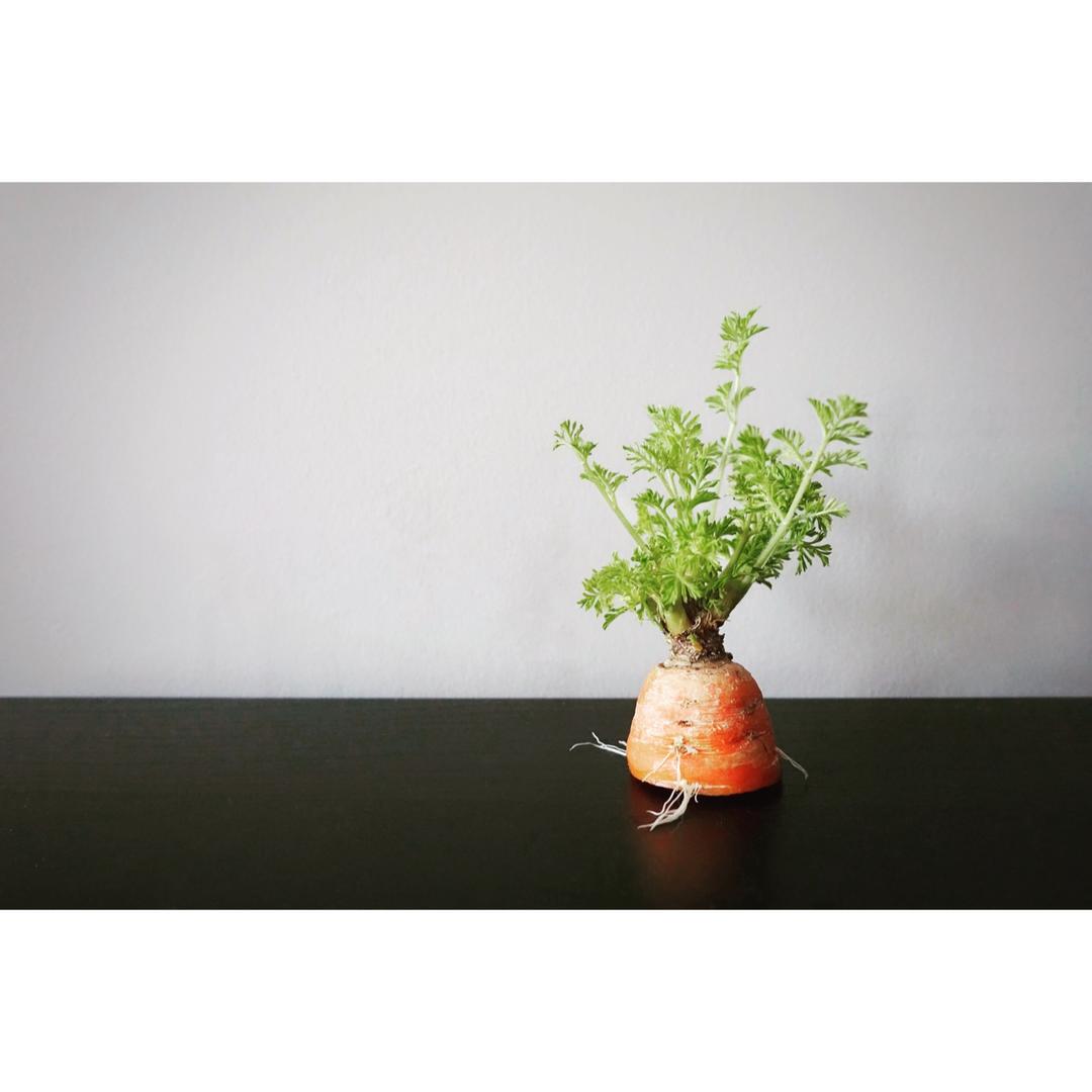 蔬菜苗盆栽---厨余蔬菜根再利用