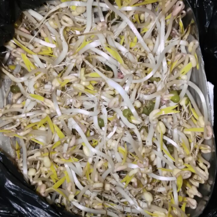 自发豆芽（可乐瓶发豆芽0失败！）