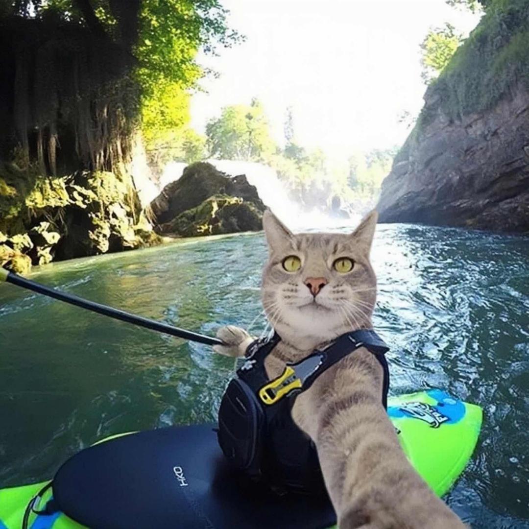 爱做菜的小王同学