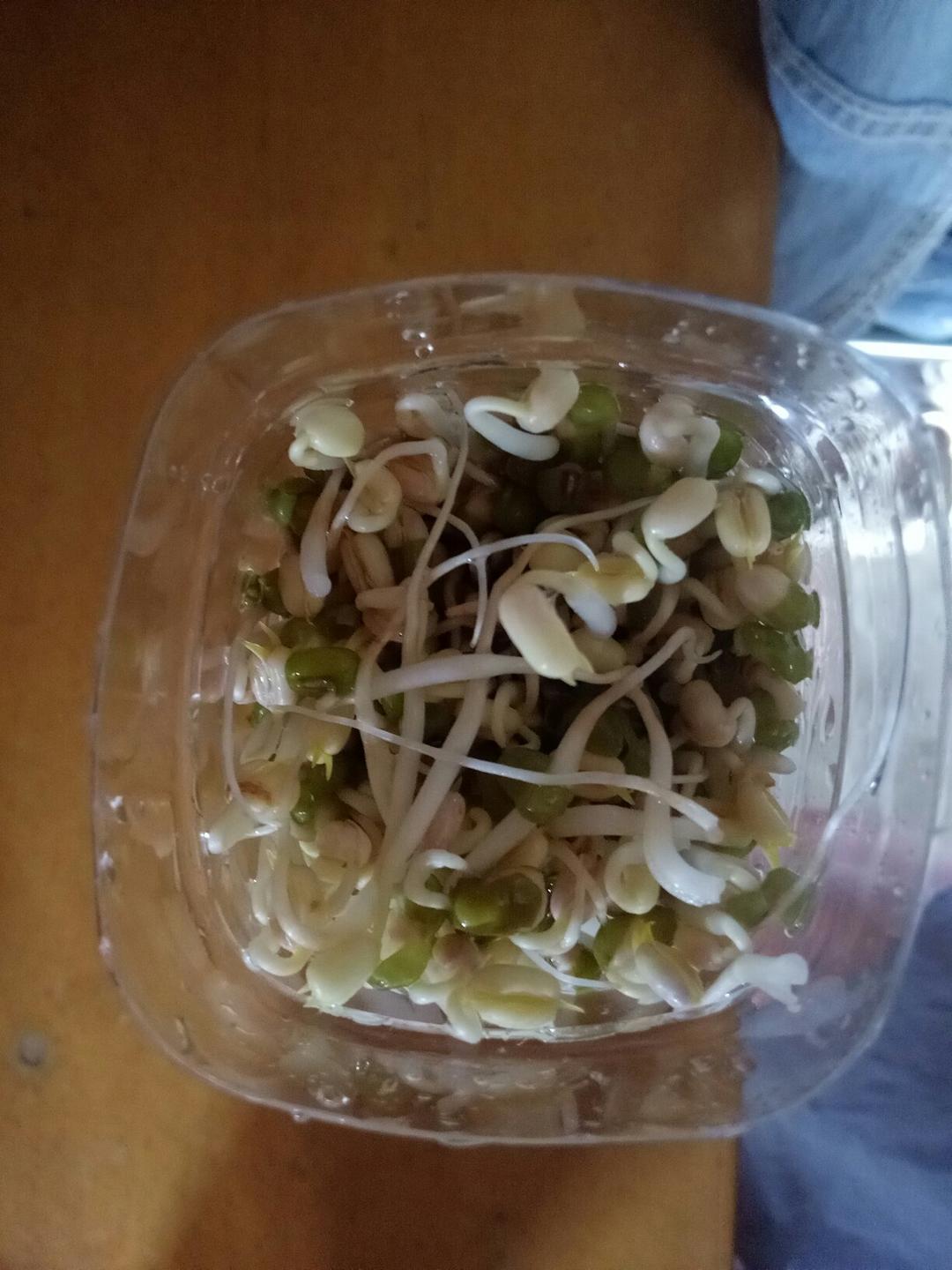 自发豆芽（可乐瓶发豆芽0失败！）