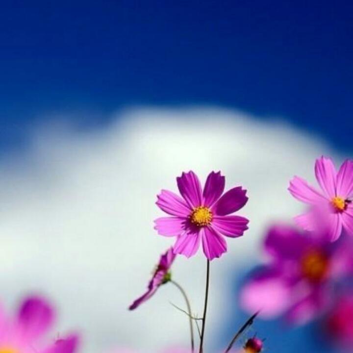 手机用户5060_godc