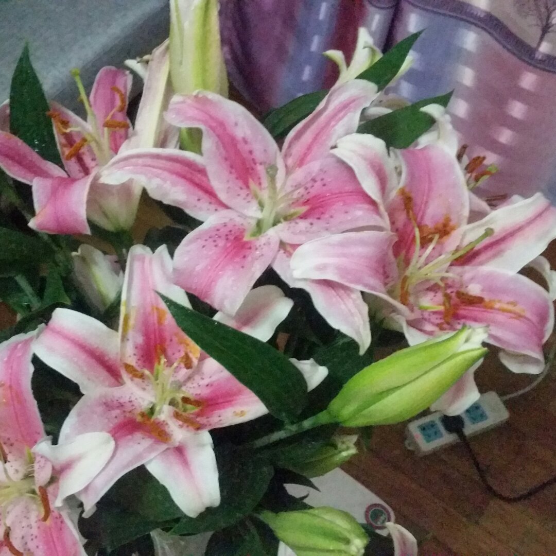 婞諨xiao菿