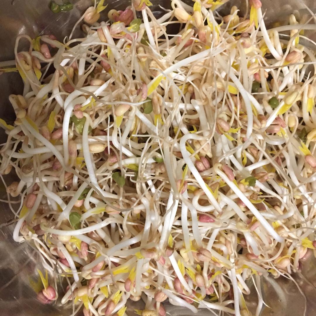 简单家庭版自发豆芽