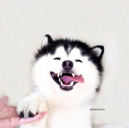 马鱼鱼
