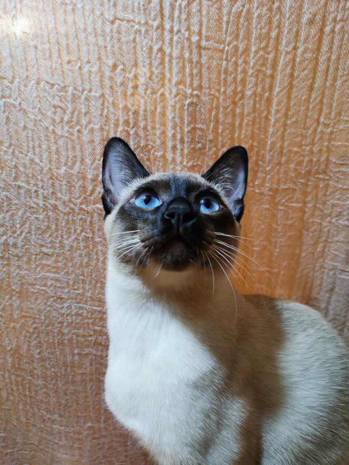 豆角焖面
