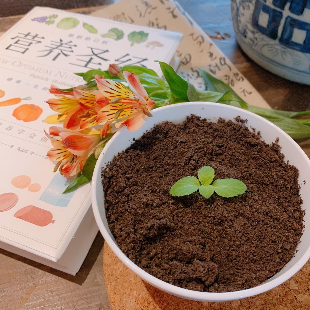 双皮奶盆栽·来吃土吧