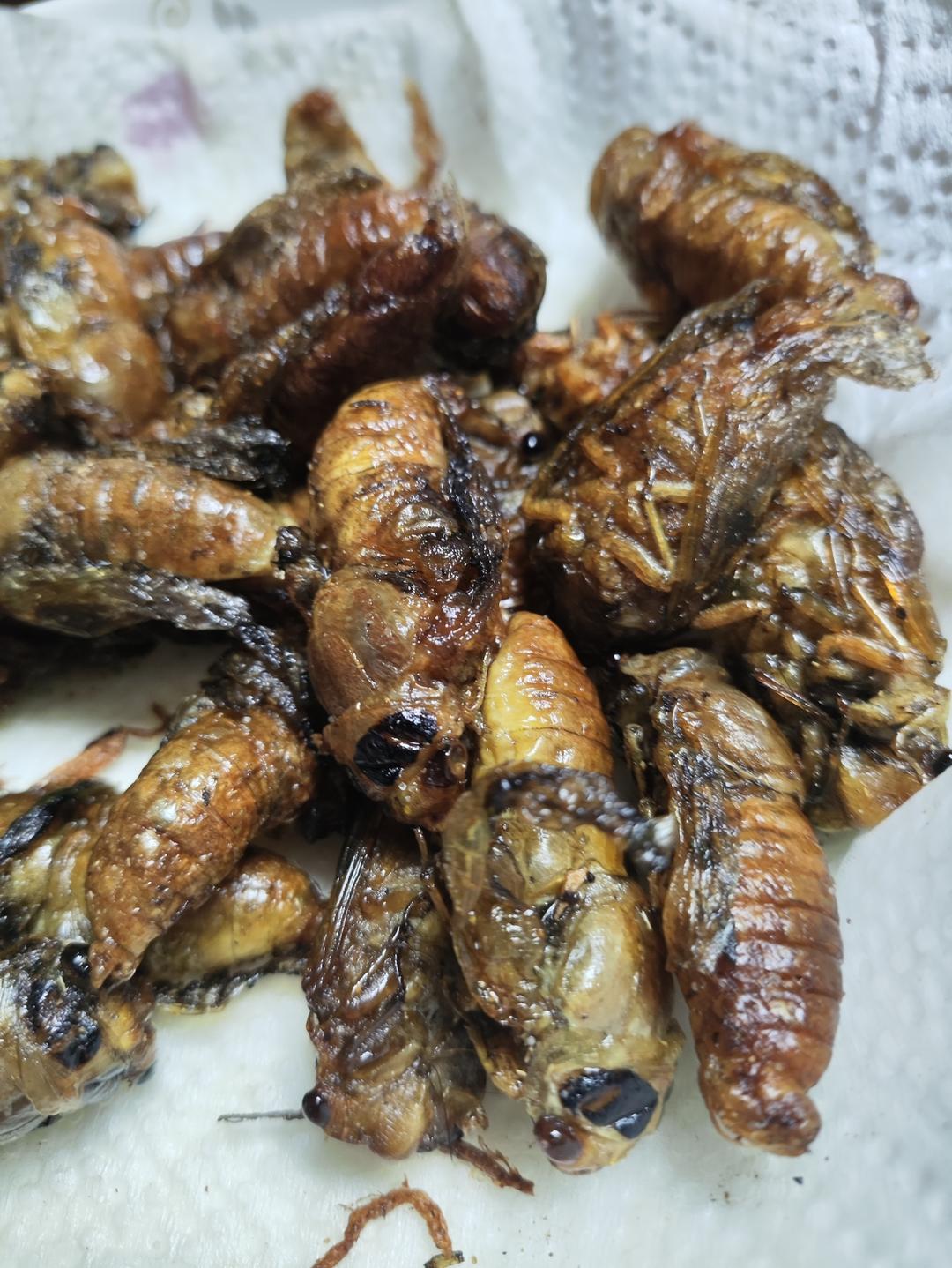 油炸金蝉